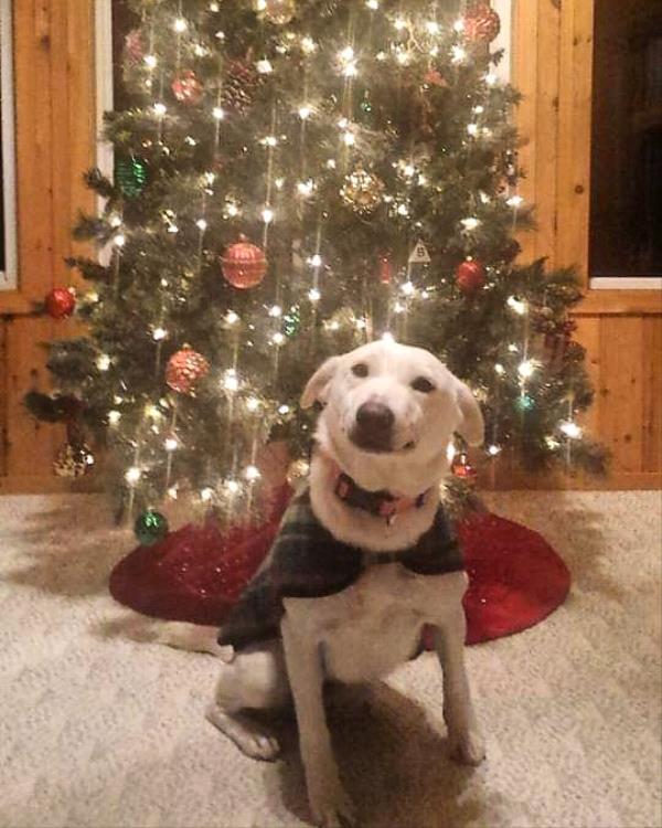 /Images/uploads/Minnesota Spay Neuter Assistance Program/MNSNAP/entries/9449.jpg